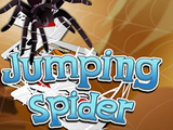 Jumping Spider